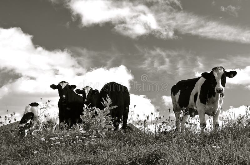 Звуки стадо коров. Стадо черных коров и белый альбинос. Корова в поле черно белая старое фото. Высокогорная корова фото обои черно-белое.
