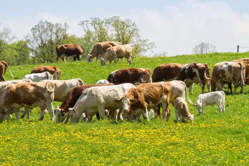 Звуки стадо коров. Табун коров или или стадо. Cows Graze in the field. Стадо коров фото клипарт. Фото стада коров на прозрачном фоне.