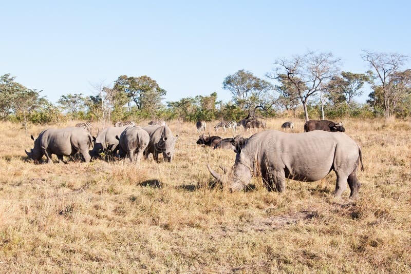 Стадо Носорогов. Стадо Носорогов в Африке.