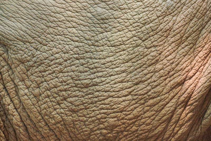 Какого цвета кожа слонов. Кожа слона текстура. Слоновья кожа. Шкура слона текстура. Слоновая шкура.