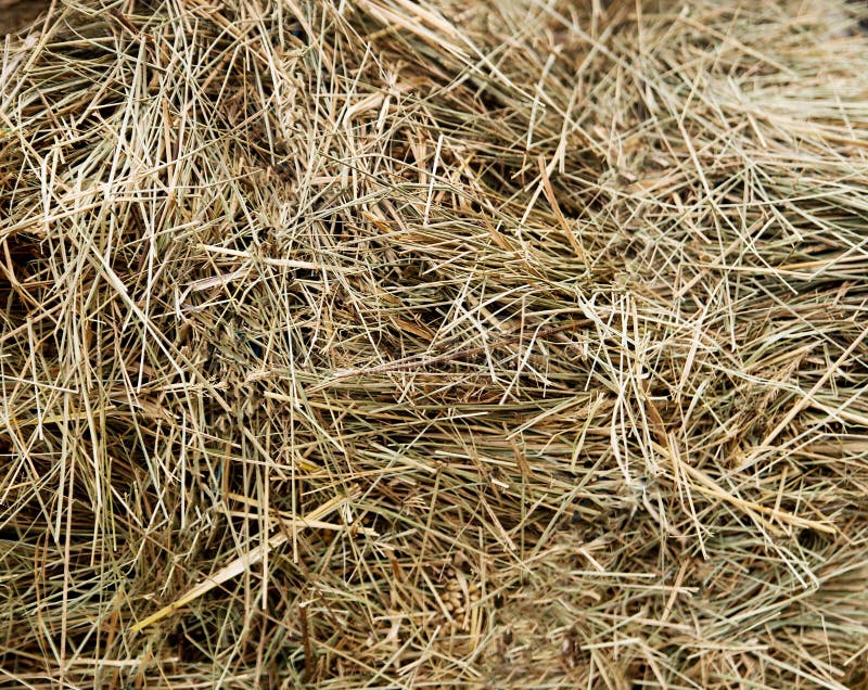 Сено текстура. Сухое сено текстура. Гнездо кекцокоголя план Сеносьян. Straw and hay difference.