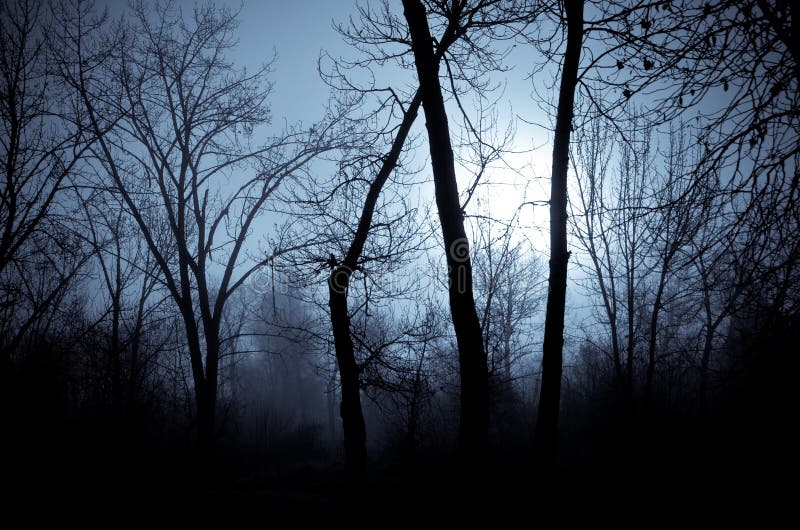 Темный и молчаливый лес. Беззвучный лес