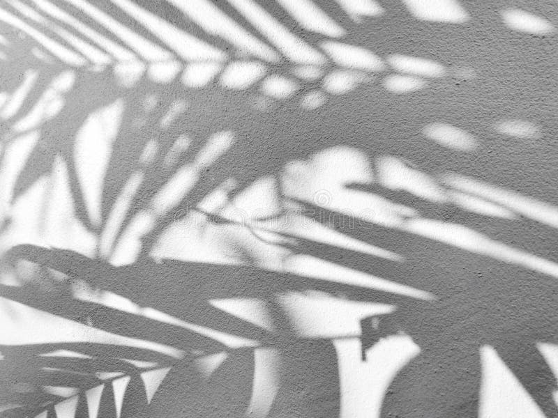 Фото с тенью от пальмы. Фото тень от пальмы на лице. Palm Shadow.