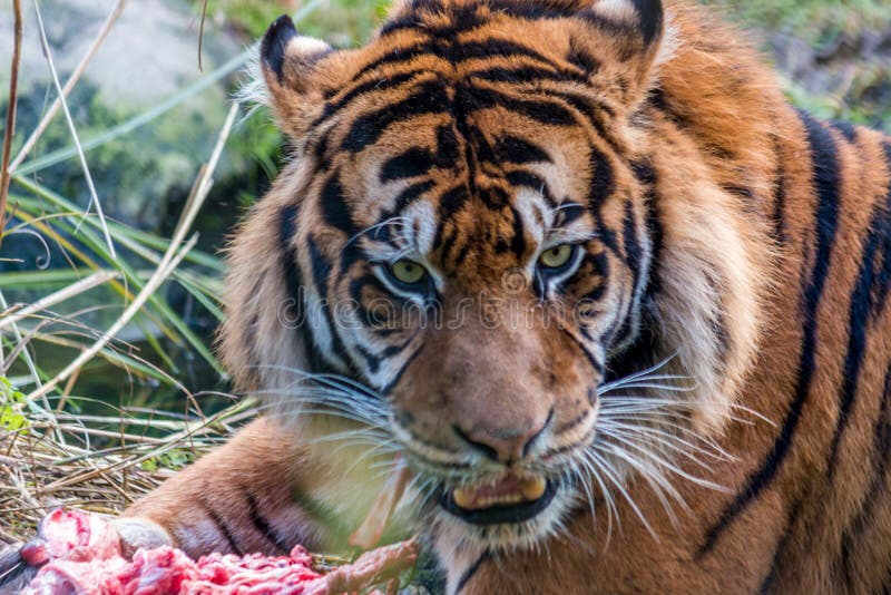 Тигр есть мясо. Тигр ест мясо картинки.
