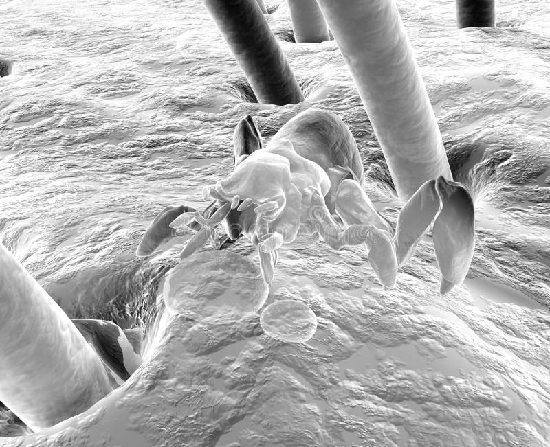 Вижу бактерии. Клещ демодекс под микроскопом фото. Гироскоп электронный под микроскопом. Луна в микроскоп.