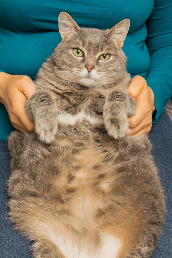 Толстый, серый кот на руках женщины Стоковое Изображение - изображение  насчитывающей брюзгло, ангстрома: 145946311