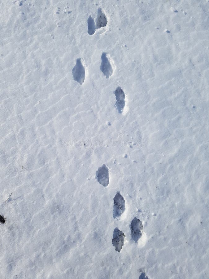 След зайца на снегу 5. Следы зайца на снегу. Заячий след заметая. Заячьи следы фото на песке.