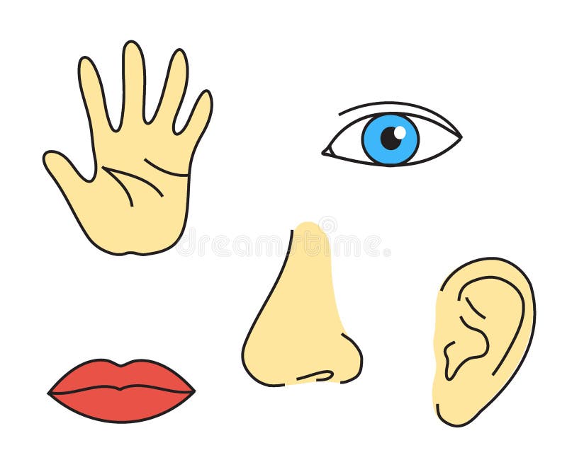 Sense Organs  Eyes Nose Ears Tongue Skin Videos and Questions