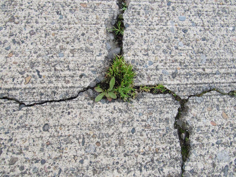 Трещины в бетоне. Цветы сквозь щель в бетоне. Бетон треснутый с растениями. Трещины в бетоне трава.