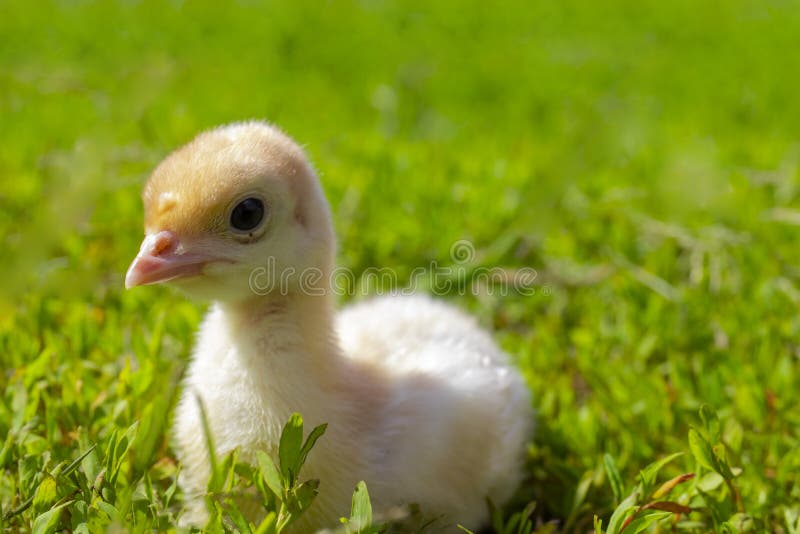 Poult