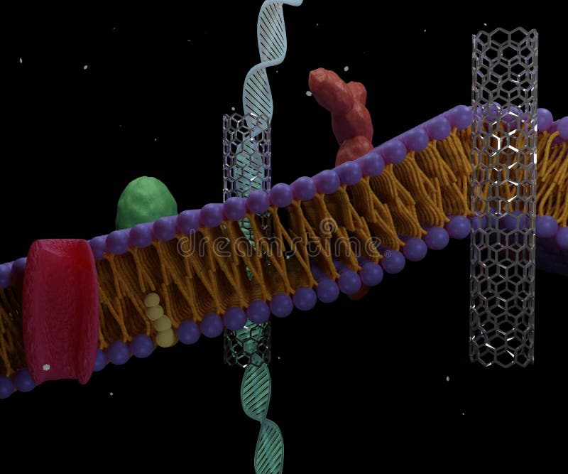 Движение внутри клетки. Липидные наночастицы. Белки внутри клетки. Липидные наночастицы пша. Липидная мембрана gif.