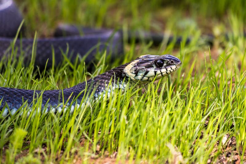 Змея в траве ментовские