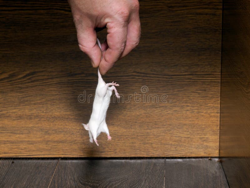 Укомплектовывает личным составом руку тянет белую мышь в прямом эфире из кабинета министров стоковые изображения