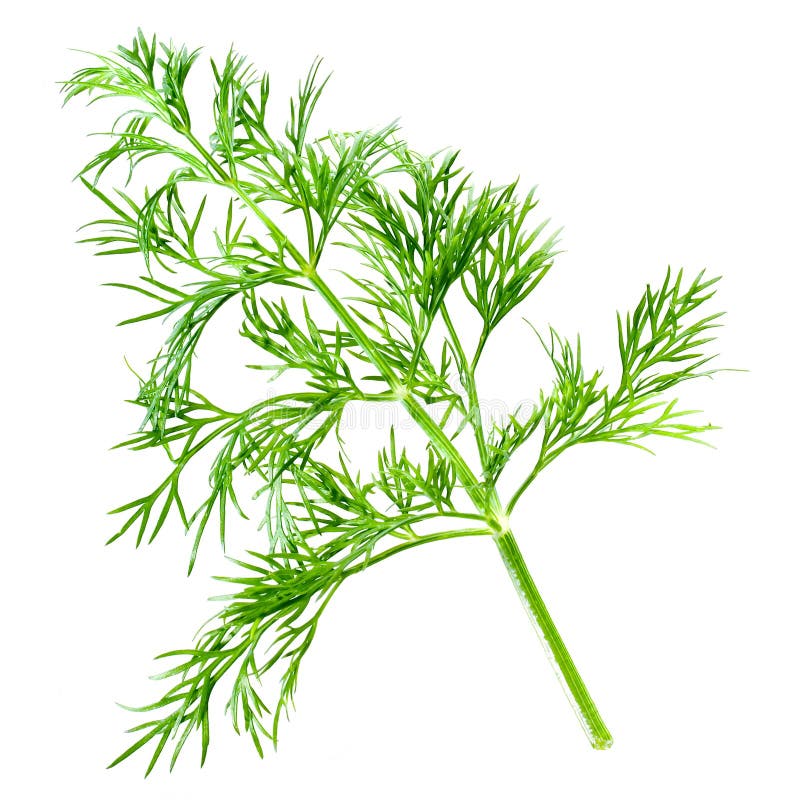 Картинка укроп для детей на прозрачном фоне для детей