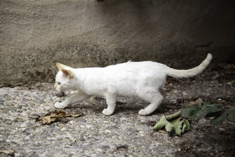 Уличные Кошки Фото Уличные Кошки Фото