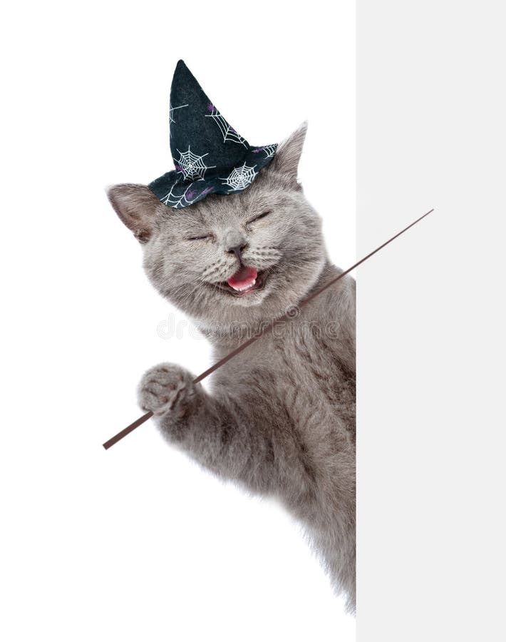 Улыбающийся кот в шляпе для хэллоуина, держащий указывающую палку и очки на  пустом баннере изолированный от белого фона Стоковое Фото - изображение  насчитывающей котенок, экземпляр: 158477172