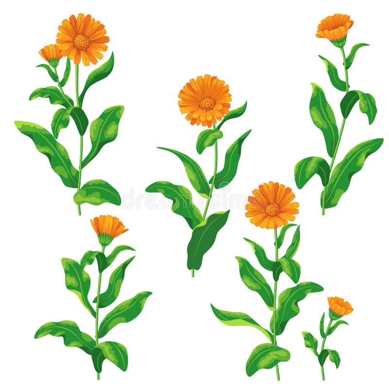 Ботанический рисунок Calendula officinalis