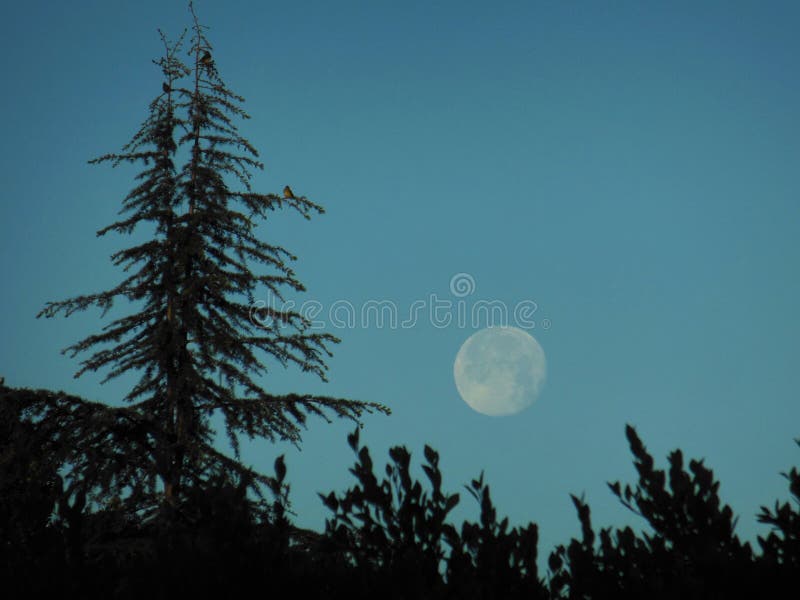утренняя луна и птица на сосне Стоковое Фото - изображение насчитывающей  вечер, вал: 217392812