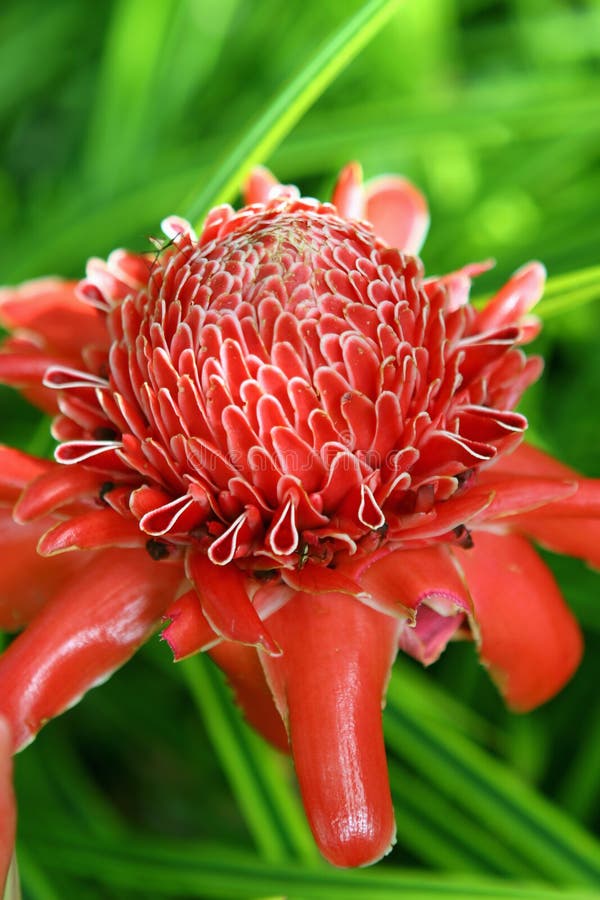 Torch Ginger С†РІРµС‚РѕРє