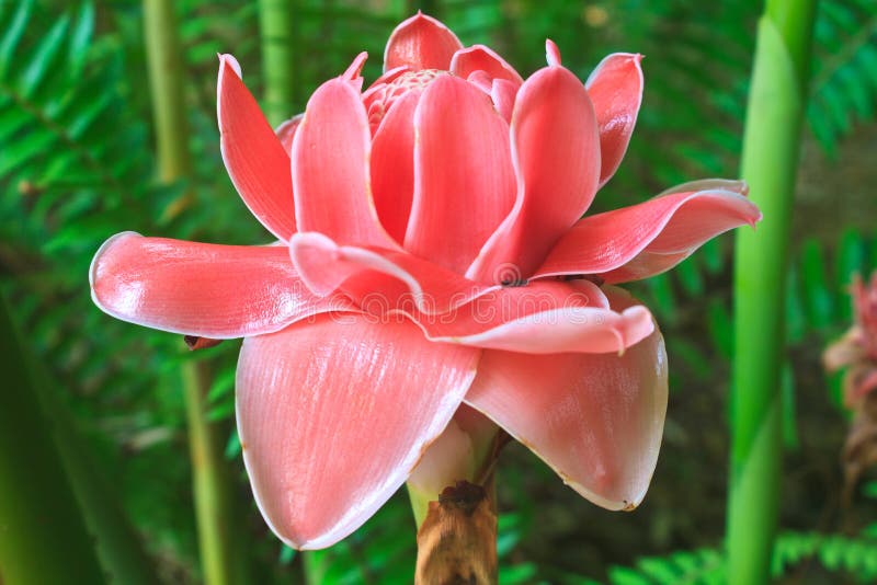 Torch Ginger С†РІРµС‚РѕРє