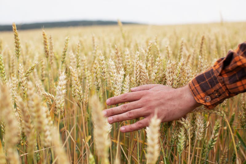 Осень поле лазурное. Прямо на поле. Удобрение полей. Агрокс инновация. Девушка в поле.