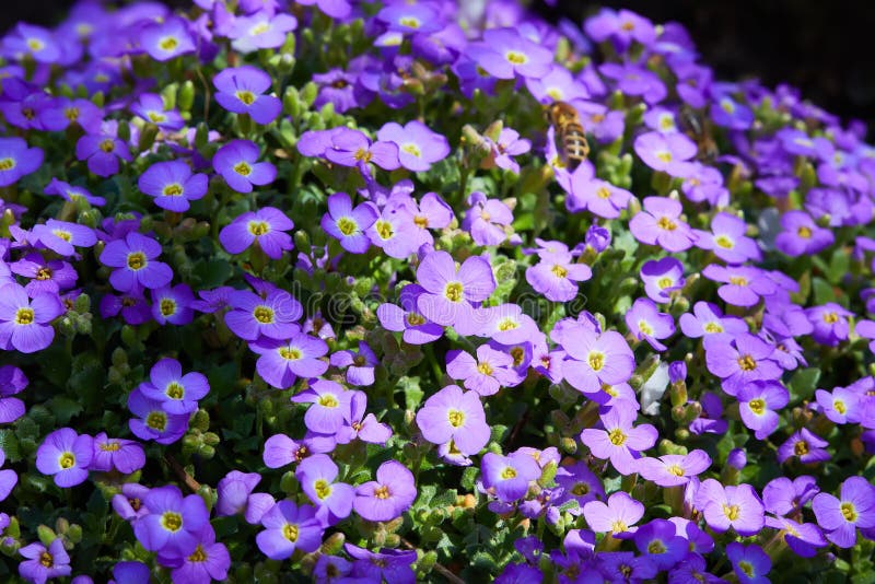 Aubrieta deltoidea Обриета дельтовидная