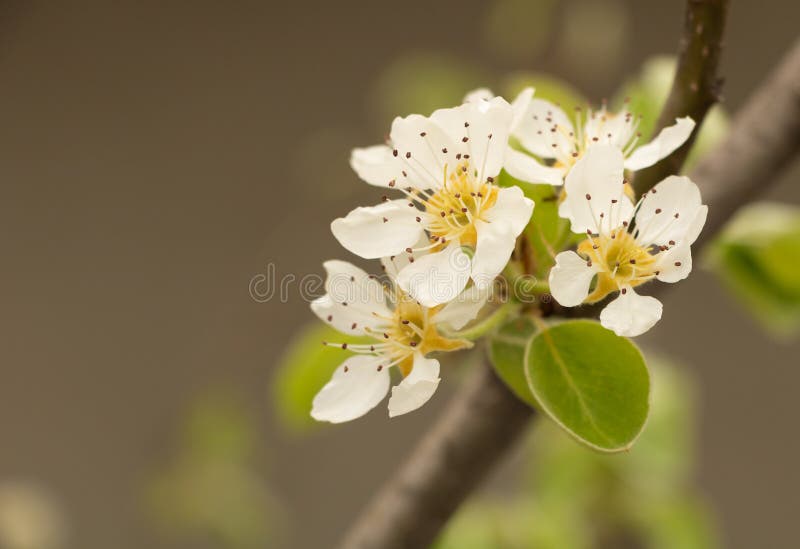 Love blooming pear