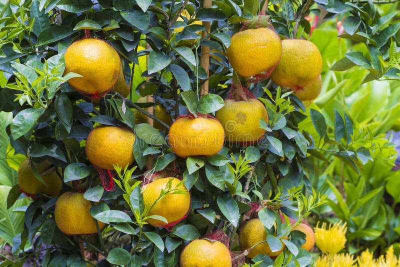 Юдзу дерево. Юдзу - растение цитрус. Мандарин Tangerine Tree. Цитрус (Citrus) – лимон дерево. Принеси мандарин