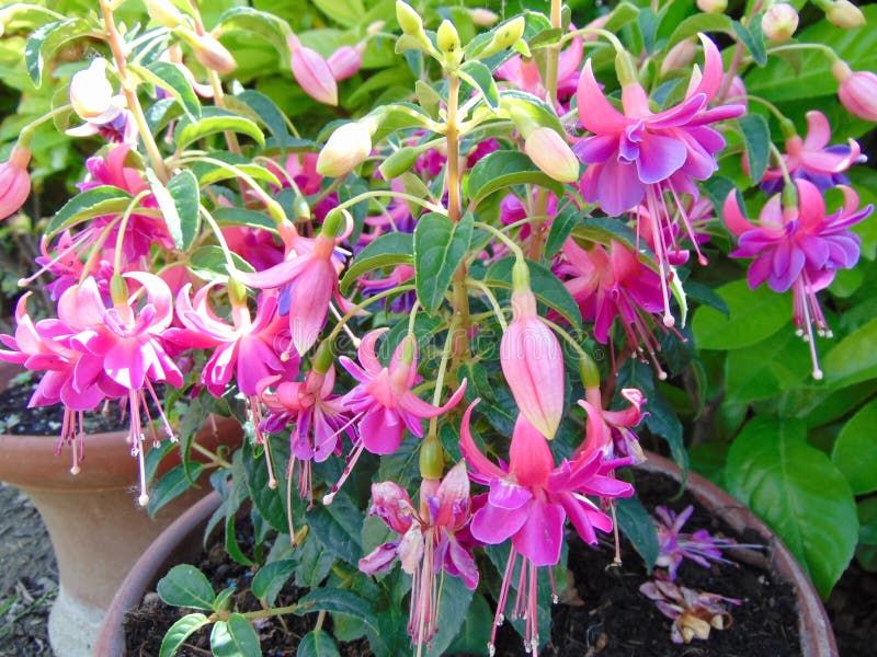 Фуксия Fuchsia Bella Rosella