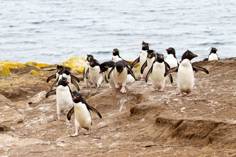 Пингвины идут с пляжа молча. Пингвин идет. Идущий уставший Пингвин. Южный Пингвин Рокхоппер. Пингвины бегают быстро?.