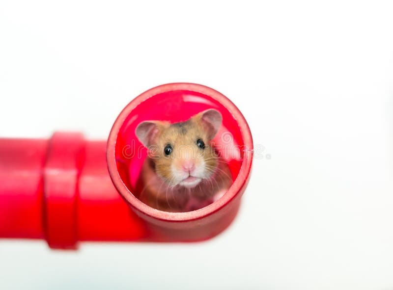 Red Tube Hamster