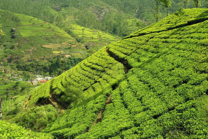 Зеленый чай шри ланка. Аралия Грин Хиллс Шри Ланка. Чайные плантации холмы. Фото Шри Ланки чай холмы.