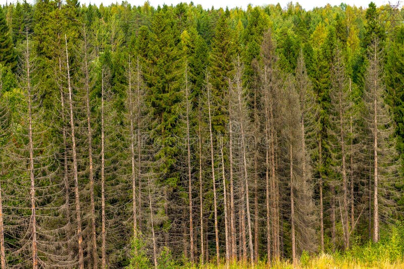 Лиственный лес почва освещение влажность. Лес источник жизни. Лес источник кислорода. Лес источник здоровья. Источник древесины.