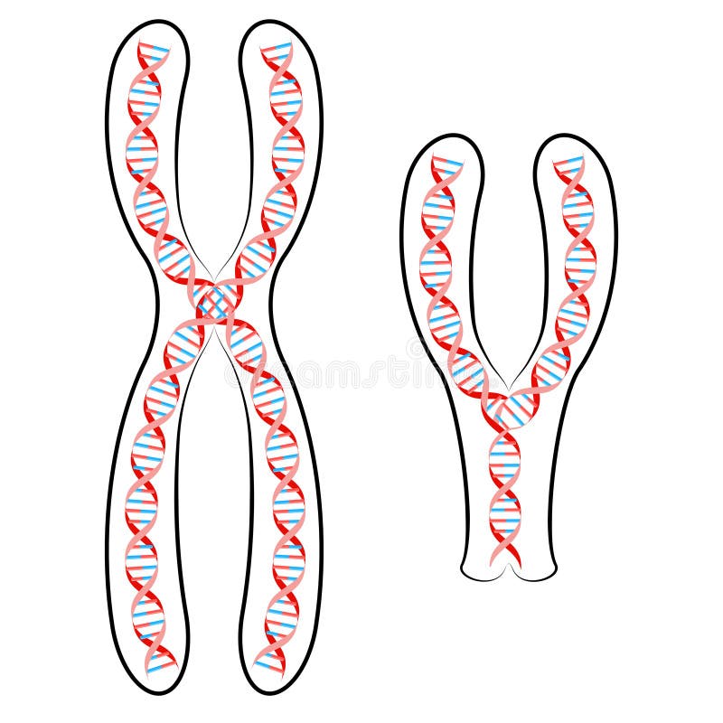 10 5 клеток днк. XX and XY chromosomes graph.