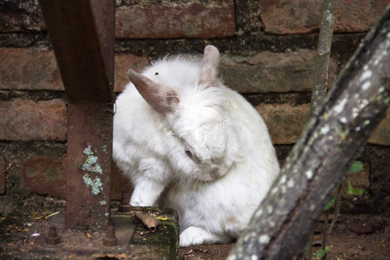 Виды глистов у кроликов фото
