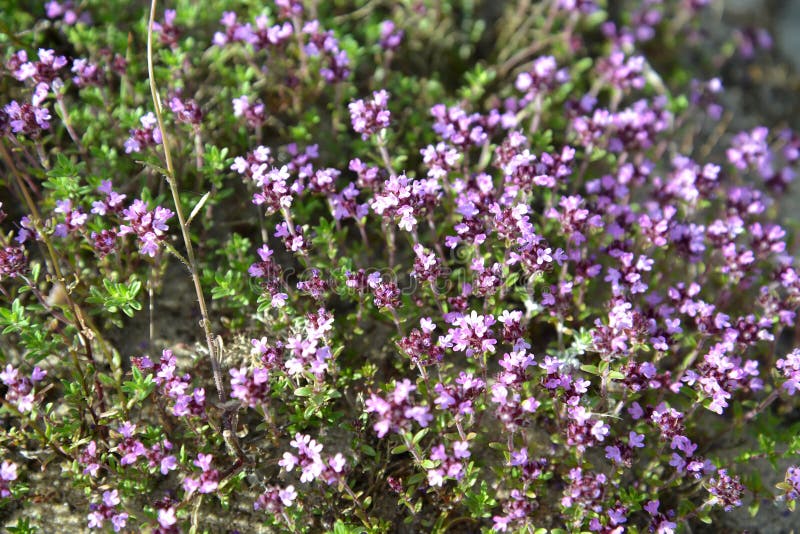 Thymus serpyllum l тимьян ползучий