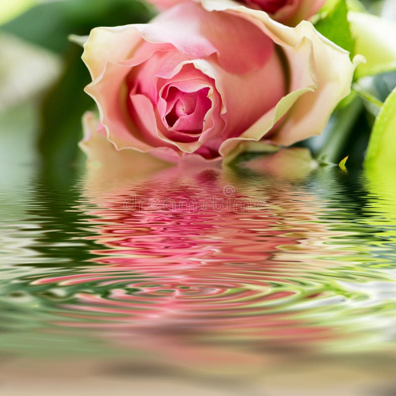 Розовые розы в водички