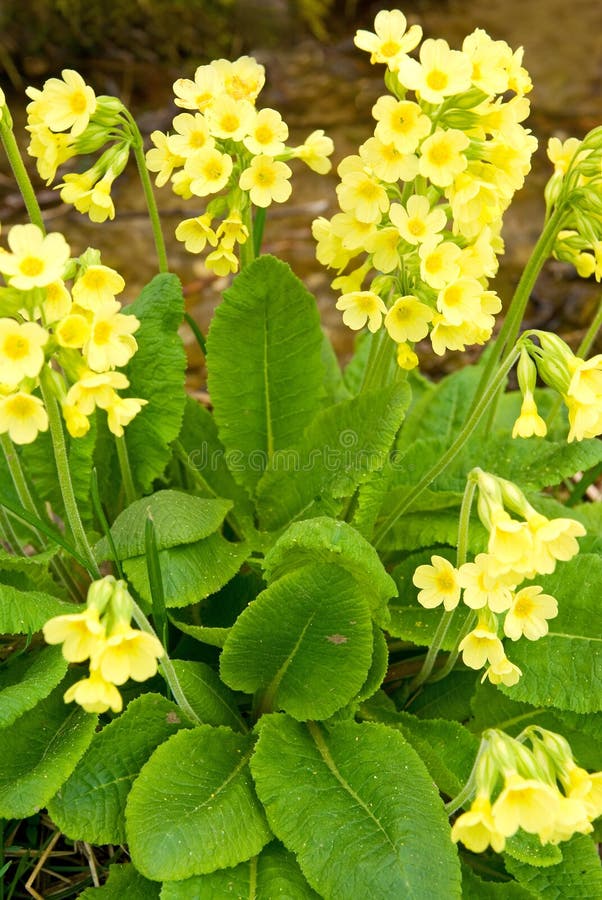 Primrose Yellow С†РІРµС‚
