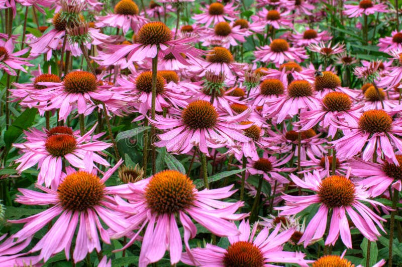 Echinacea purpurea Herb