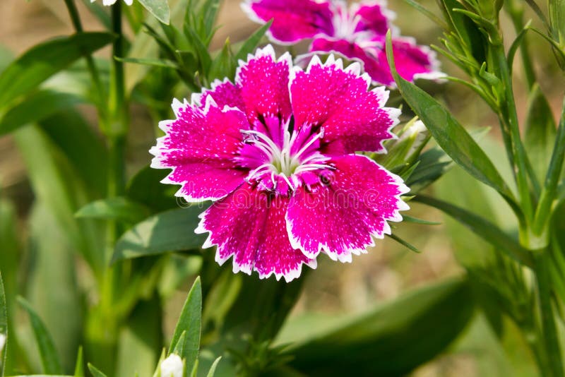 Гвоздика бородатая выращивание. Гвоздика Dianthus chinensis. Dianthus chinensis гвоздика китайская. Dianthus chinensis l. — гвоздика китайская. Полевая гвоздика фото.