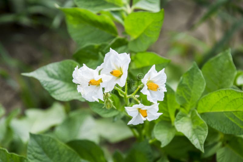 Цветок картофеля фото. Картошка цветет. Month horse flower potato book. Белые цветки картофеля. Month horse flower potato book.