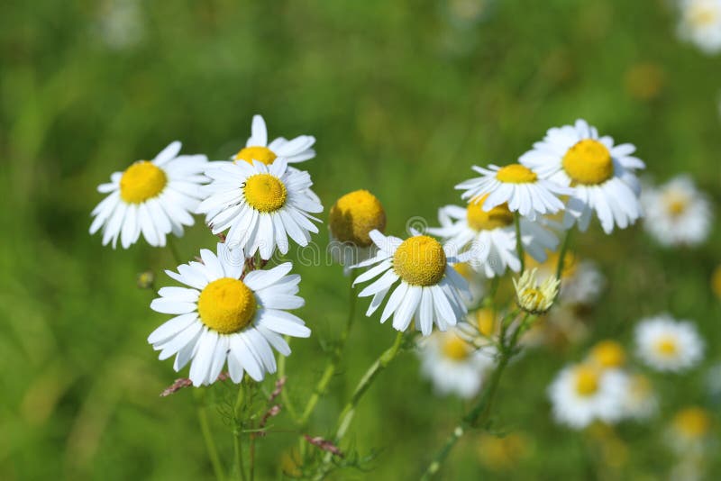 Matricaria Chamomilla эфирное масло