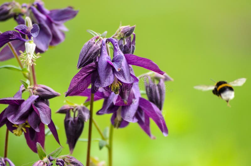 Aquilegia vulgaris Grennys Bonnet