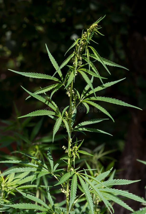 фото растения марихуана