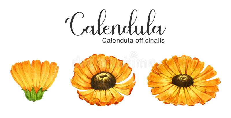 Ботанический рисунок Calendula officinalis
