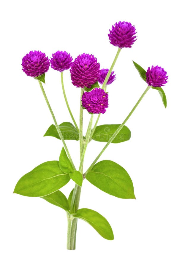 Gomphrena vector