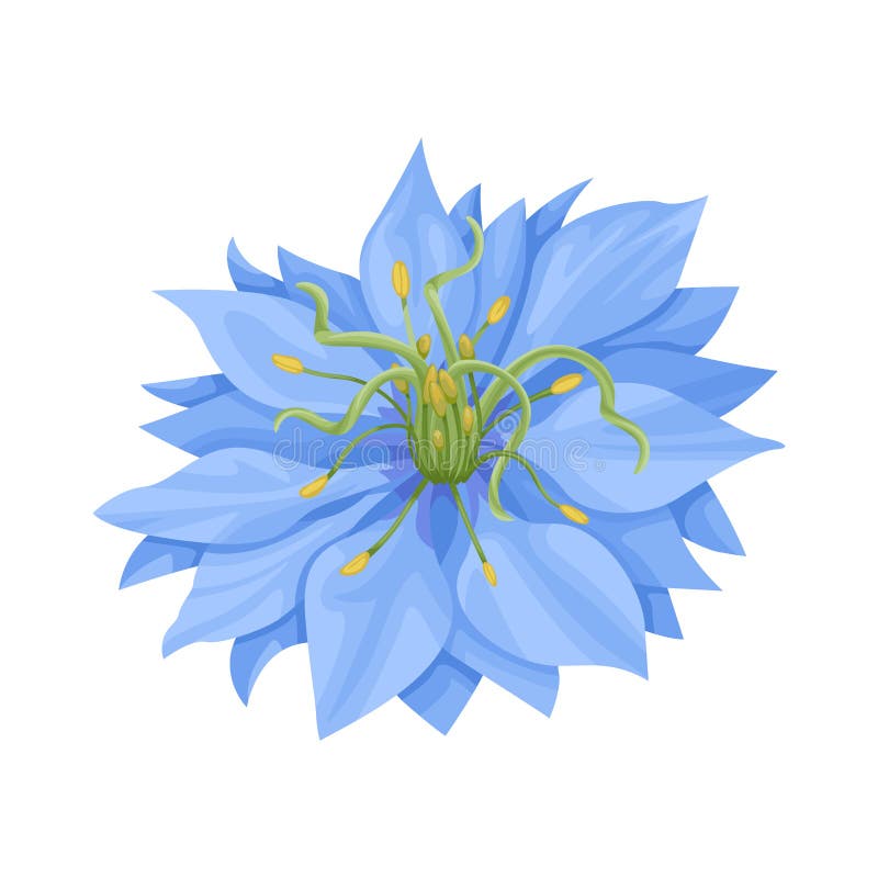 Nigella Sativa vector