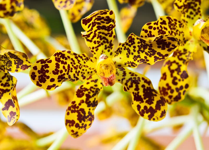 Ascocenda Varute Leopard x Ascocenda Surat Spot Vanda orchids, Beautiful orchids