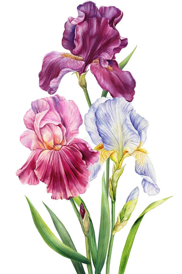 цветок радужный цветок радужный цветок Иллюстрация штока - иллюстрациинасчитывающей краска, ботаническую: 240638125