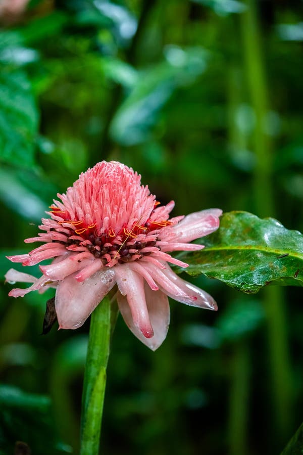 Torch Ginger С†РІРµС‚РѕРє